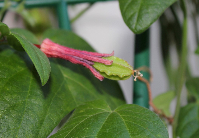 Passiflora sanguinolenta