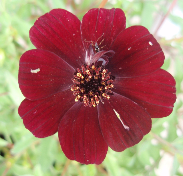 cosmos atrosanguinéus 'chocolat' P7142387-2