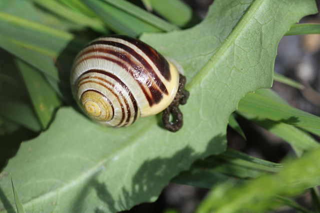 Escargot des bois