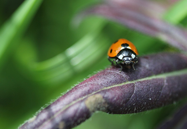 Coccinelle à 7 points