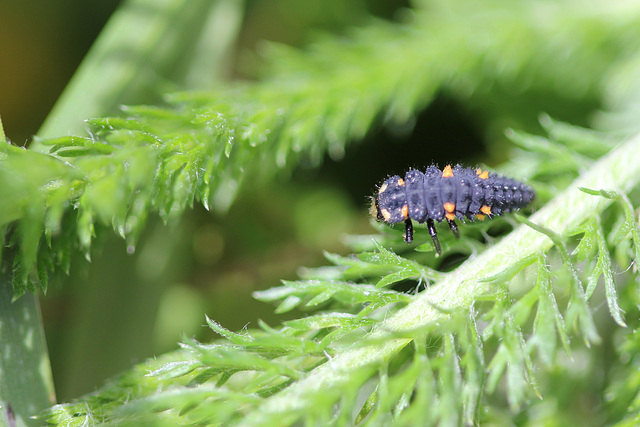 Larve de Coccinelle