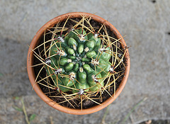 Gymnocalycium multiflorum