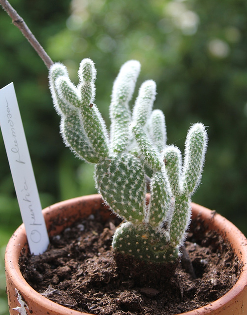 Opuntia plumosa