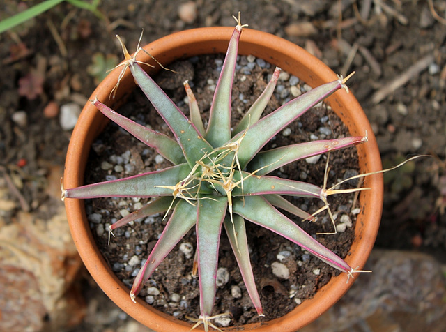 Leuchtenbergia principis