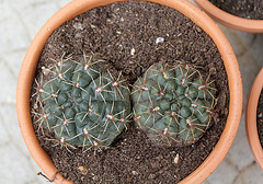 Gymnocalycium baldianum- - 10