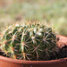 Echinopsis 2