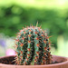 Echinopsis