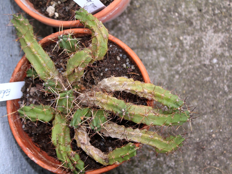 Echinocereus pentalophus procumbens