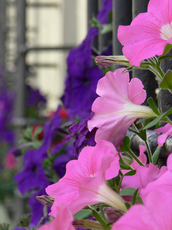 Blumenschmuck
