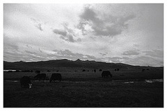 Yaks/demu around Lithang