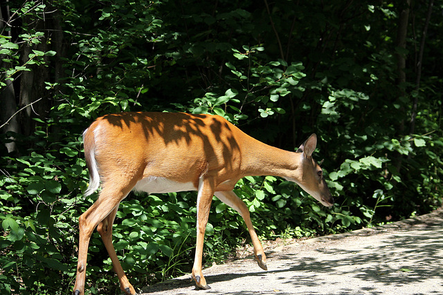 Cerf de virginie