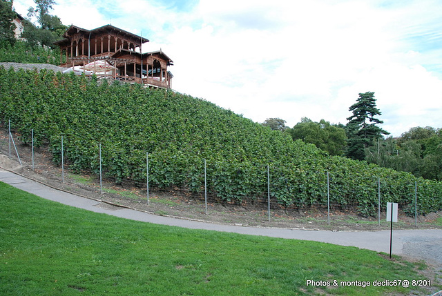 Vignoble en plaine ville ! et bonne caves  !