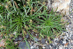 Plantago coronopus