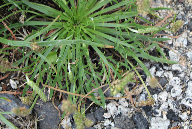 Plantago coronopus 2