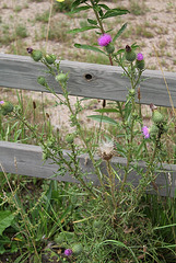 Cirsium vulgare