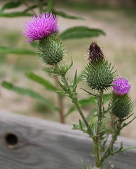 Cirsium vulgare 2