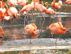 2011-05-12 23 en Dresdena zoologia ĝardeno