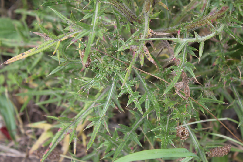 Cirsium vulgare (2)