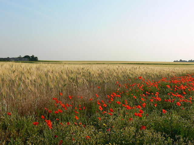 environs de Martinatrap