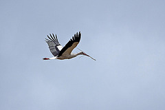 20110608 5328RAw [F] Weißstorch [Vauvert]