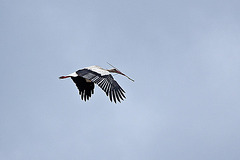 20110608 5327RAw [F] Weißstorch [Vauvert]