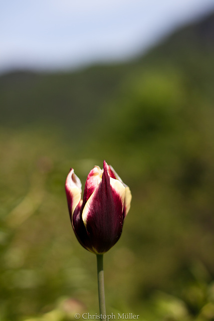 Tulpe II