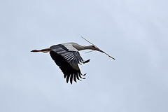 20110608 5325RAw [F] Weißstorch [Vauvert]