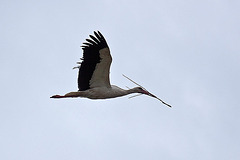 20110608 5324RAw [F] Weißstorch [Vauvert]