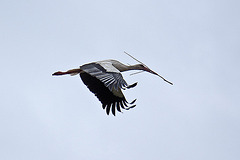 20110608 5323RAw [F] Weißstorch [Vauvert]