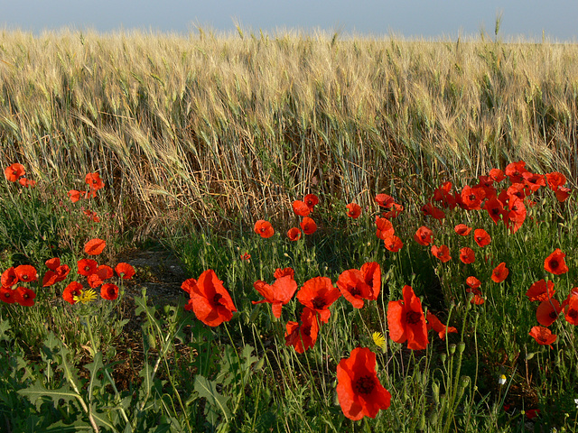 Mohnblumen und Kornfeld