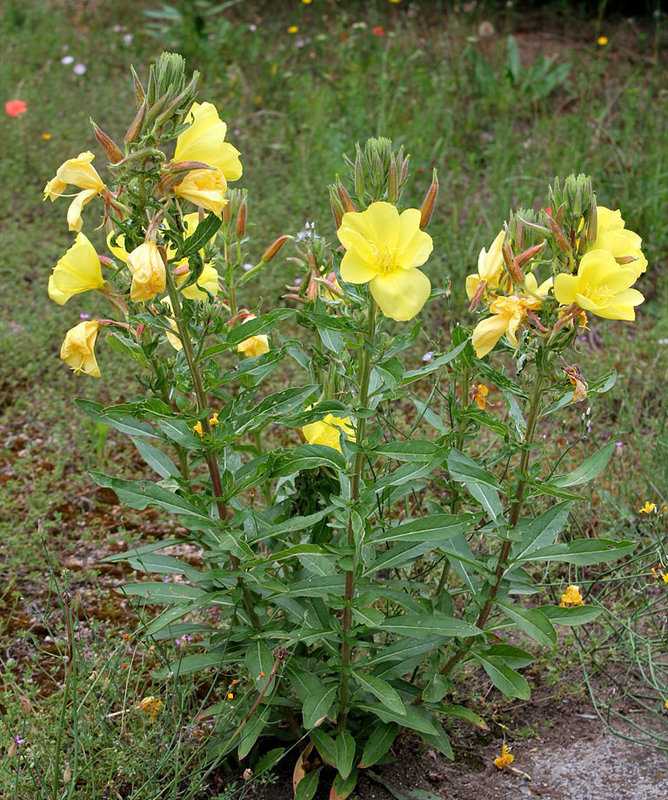 Oenothera glazioviana