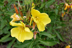 Oenothera glazioviana