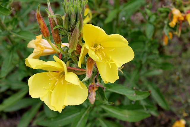 Oenothera glazioviana