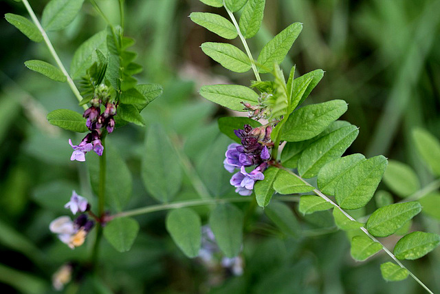 Vicia sepium