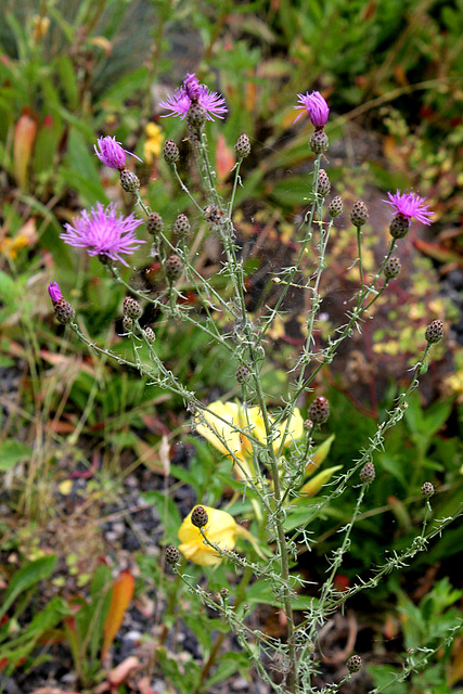 Centaurea maculosa