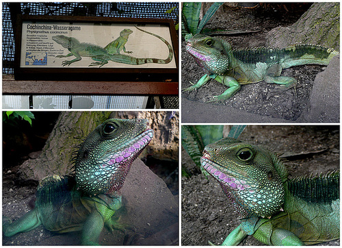 Zoo Dresden - Wasseragame