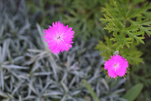 Dianthus gratianopolitanus 2