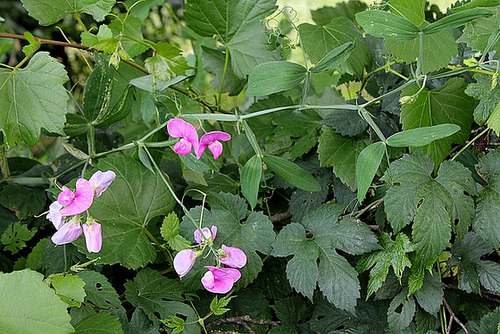 Lathyrus latifolius (3)