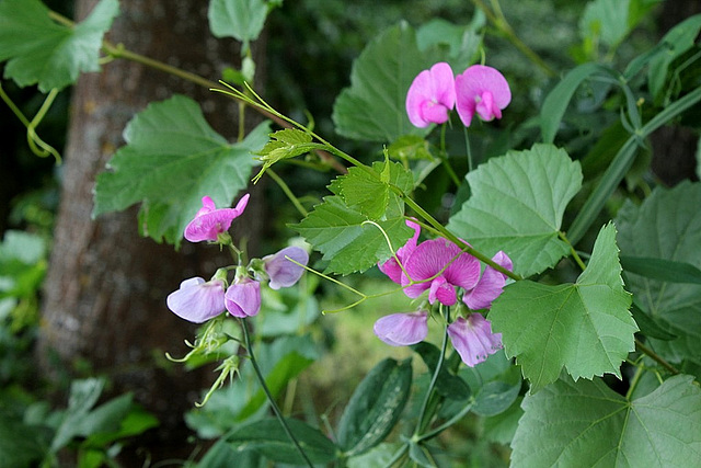 Lathyrus latifolius 3