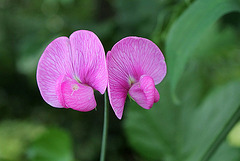 Lathyrus latifolius 4