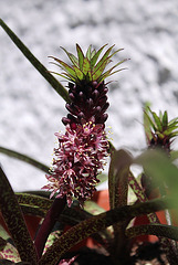 Eucomis vandermerwei Octopus