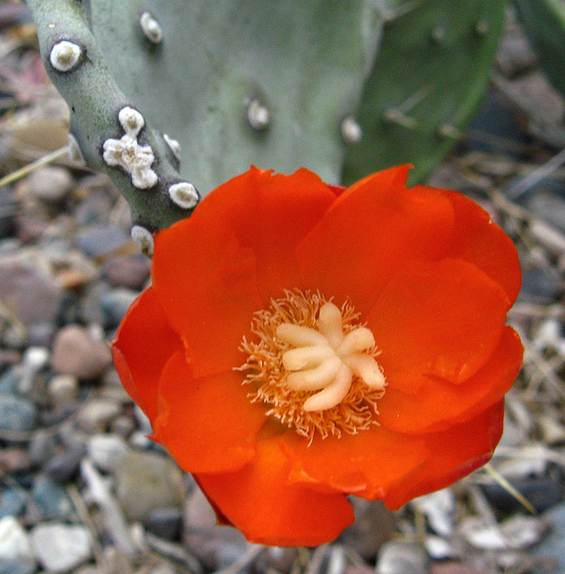 Red Cactus Flower (1870)
