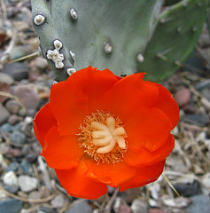 Red Cactus Flower (1869)