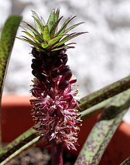 Eucomis vandermerwei Octopus