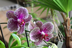 Phalaenopsis Hi-Sin