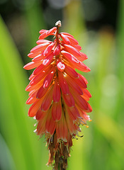 Kniphofia