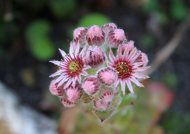 fleurs de Joubarbe