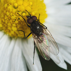Une petite mouche...