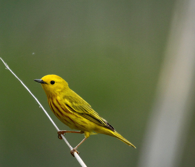 Paruline jaune