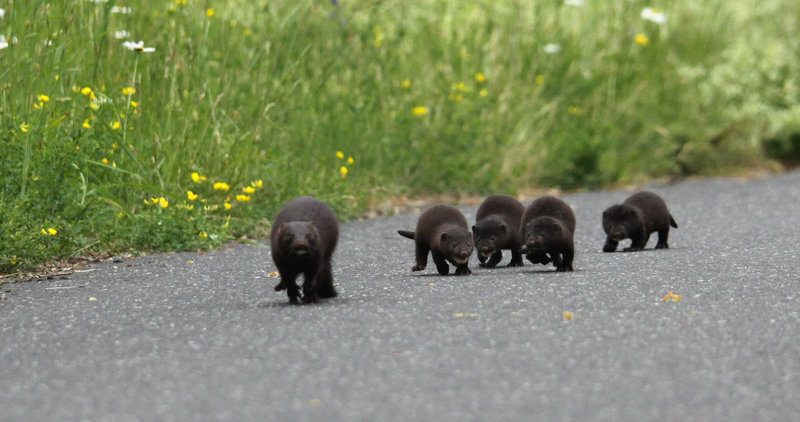 Maman vison avec les petits